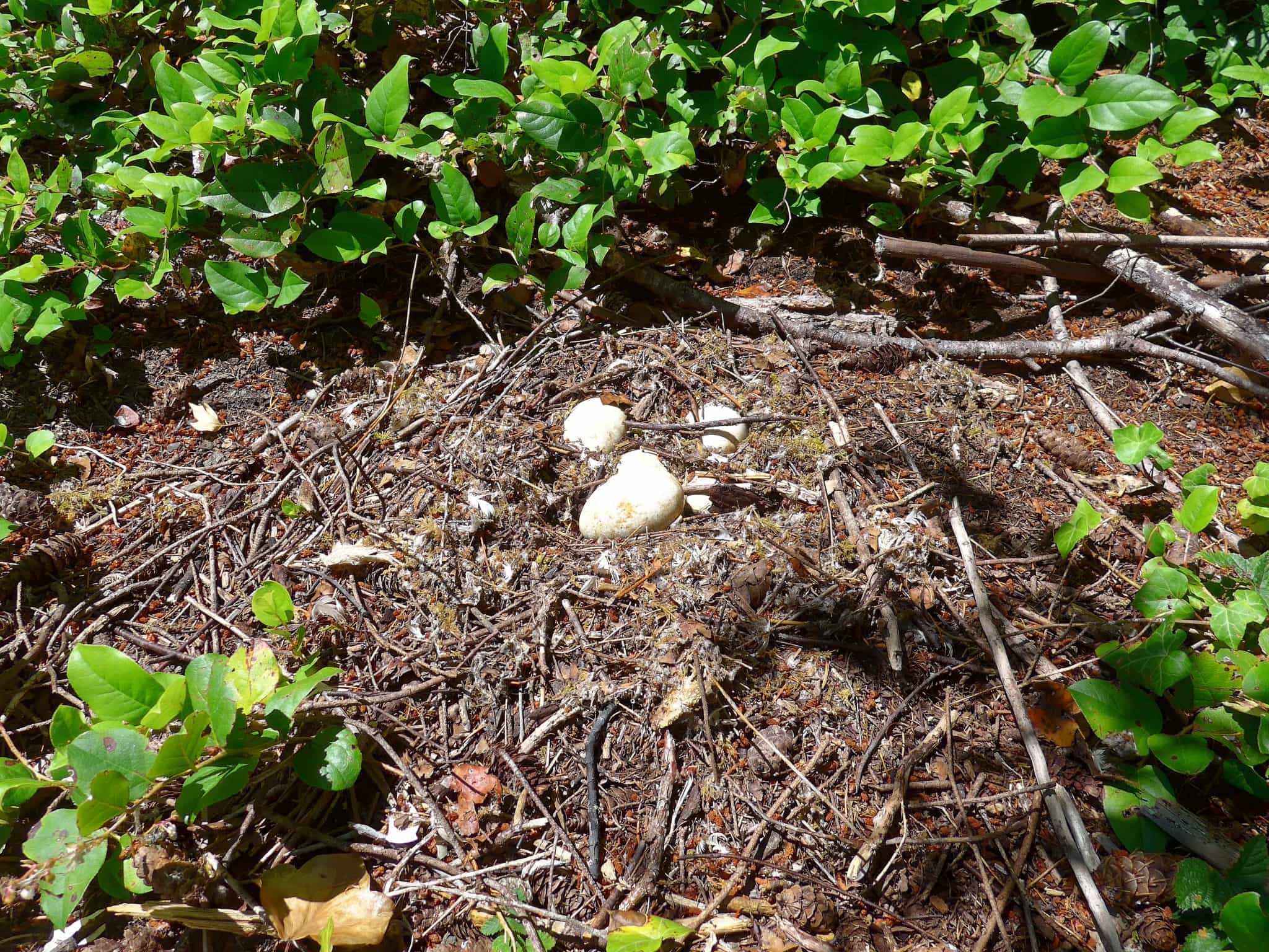 Eggs on Eagle Island