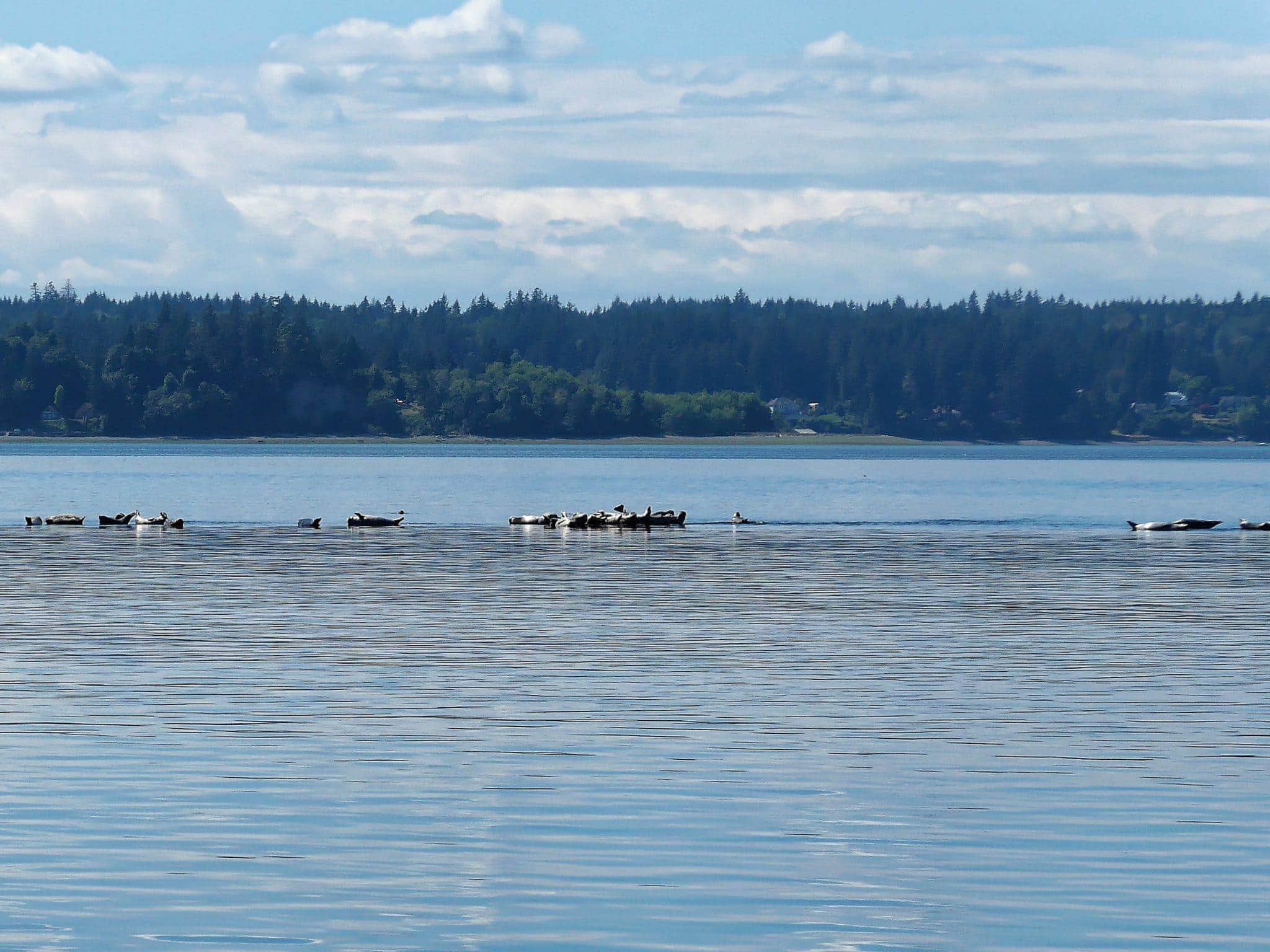 Seals on the shoal