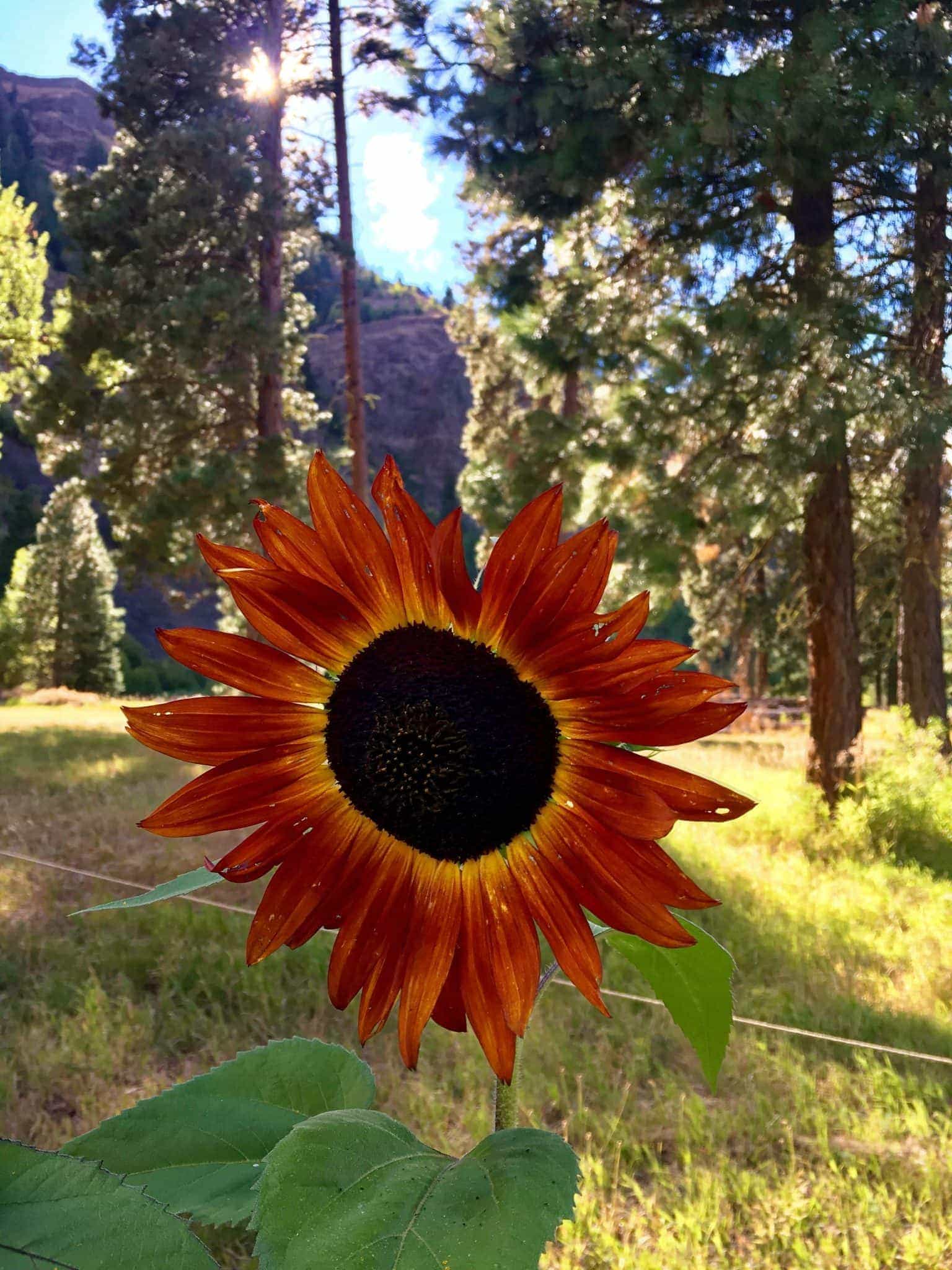 A nearby sunflower