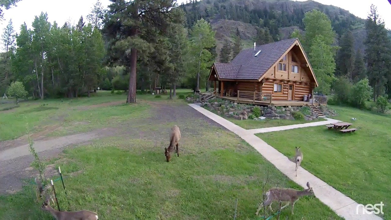 Nest-deer-elk-cabin